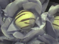 /album/doces/dsc00389-jpg1/